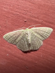 Synchlora