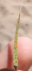 Puccinia