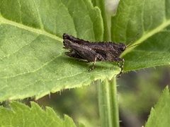 Tetrix undulata