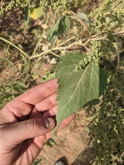 Cyclachaena xanthiifolia