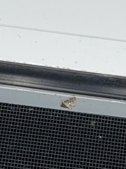 Anageshna primordialis