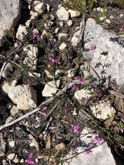 Indigofera mundiana
