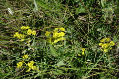 Euphorbia glareosa