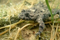 Bombina variegata