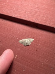 Synchlora