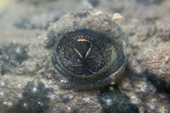 Bombina variegata