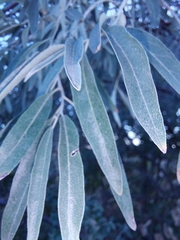 Elaeagnus angustifolia