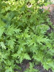 Conoclinium dissectum