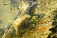 Bombina variegata