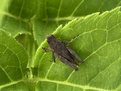 Tetrix undulata