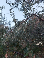 Elaeagnus angustifolia