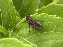 Tetrix undulata