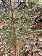 Pinus attenuata