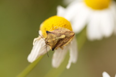 Carpocoris fuscispinus