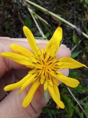 Tragopogon orientalis