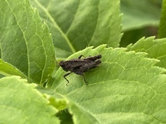 Tetrix undulata