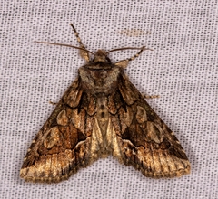 Allophyes oxyacanthae