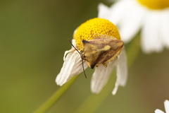 Carpocoris fuscispinus