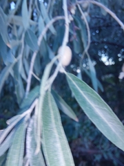 Elaeagnus angustifolia