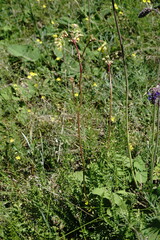 Filipendula vulgaris