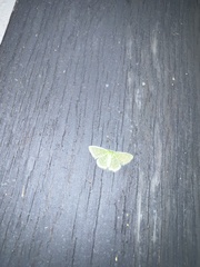 Synchlora
