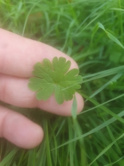 Geranium molle