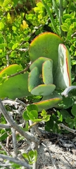 Cotyledon orbiculata
