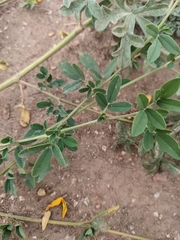 Sphaeralcea coccinea