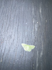Synchlora