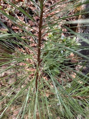 Pinus attenuata
