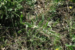Centaurea salonitana