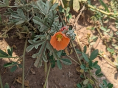 Sphaeralcea coccinea