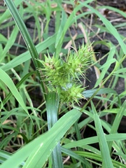 Carex lupulina