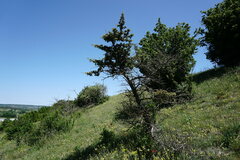 Juniperus deltoides