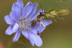 Halictus