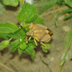 Carpocoris fuscispinus