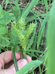 Carex lupulina