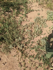 Sphaeralcea coccinea