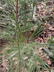 Pinus attenuata