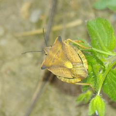 Carpocoris fuscispinus