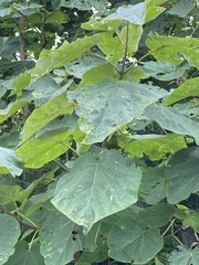 Paulownia tomentosa