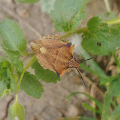 Carpocoris fuscispinus