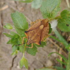 Carpocoris fuscispinus