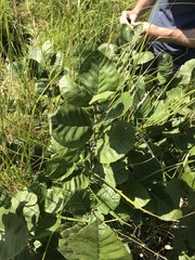 Alnus serrulata