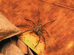 Heteropoda amphora