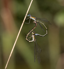 Lestes virens