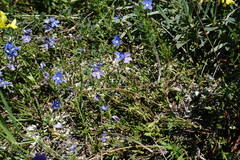 Veronica taurica