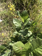 Alnus serrulata