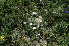 Convolvulus calvertii