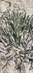 Euphorbia caput-medusae
